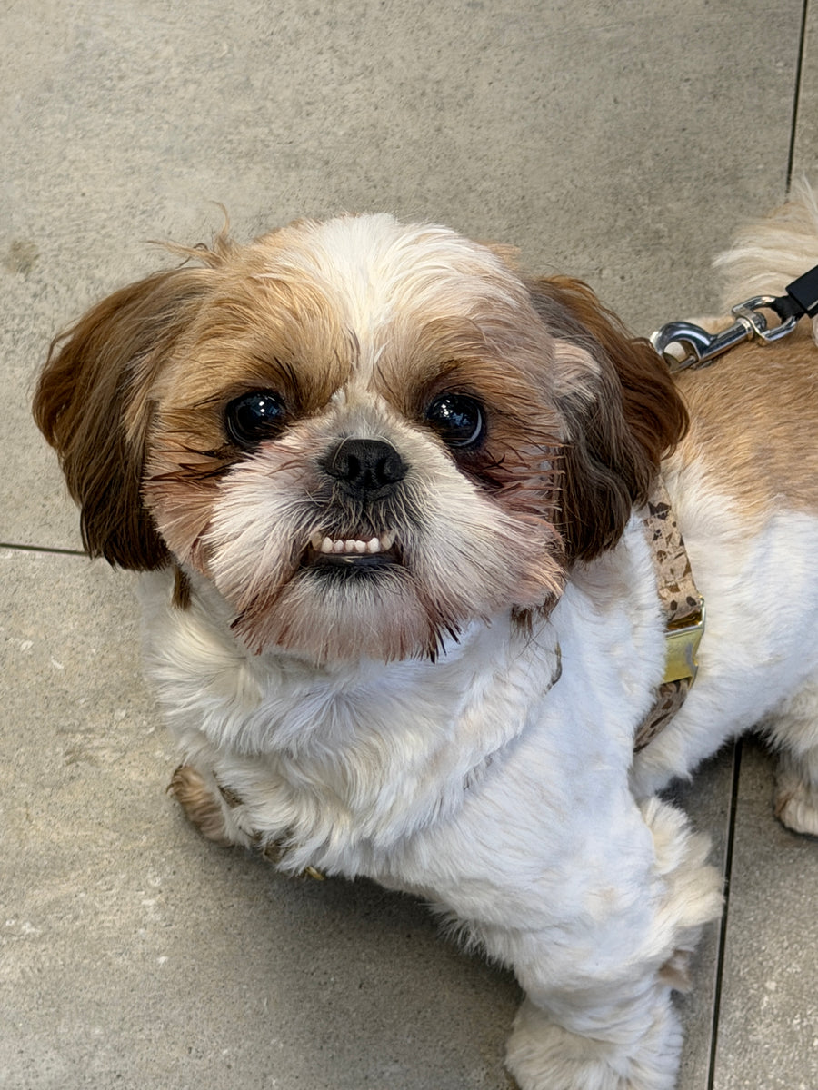 Frank, the Shih Tzu behind Merdello