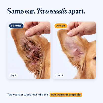 Same ear, two weeks apart: before with dark waxy buildup, after clean and pink. Two years of wipes never did this, two weeks of Merdello drops did.