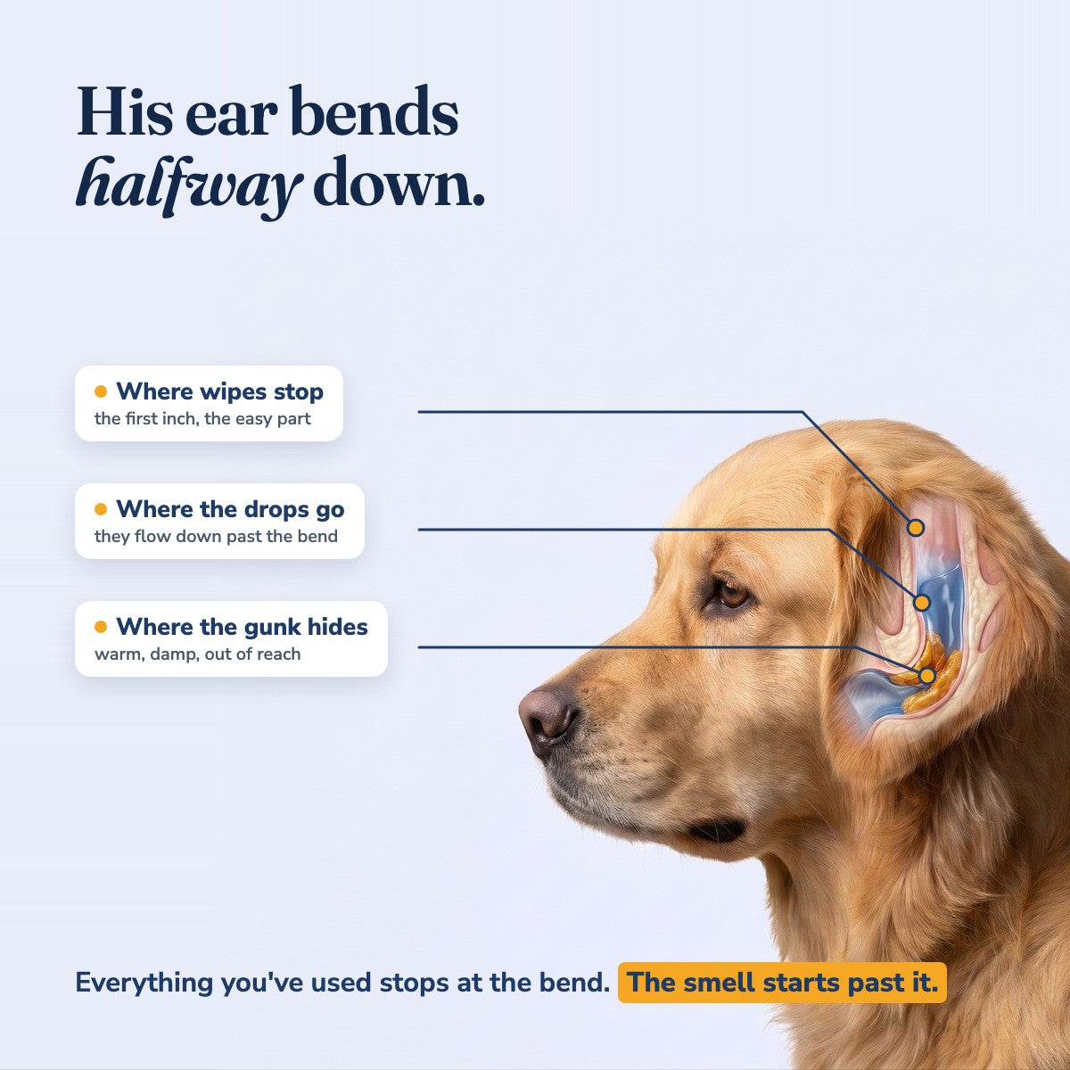 His ear bends halfway down: where wipes stop, where the drops go, where the gunk hides. Everything you've used stops at the bend, the smell starts past it.