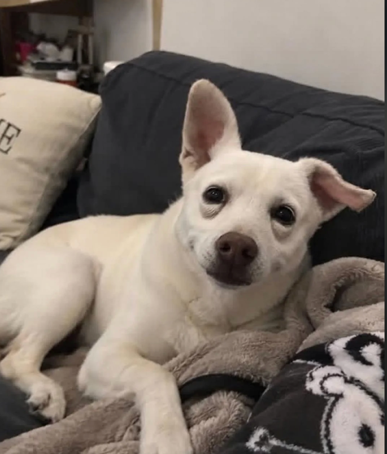 White dog resting on a sofa.