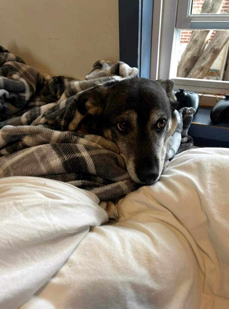 Dark-coated dog resting in blankets by a window.
