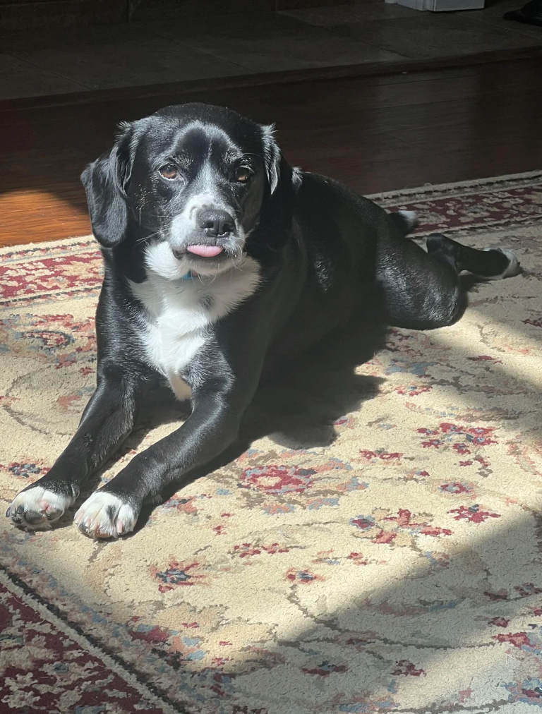 Black and white dog resting on a rug in the sun.