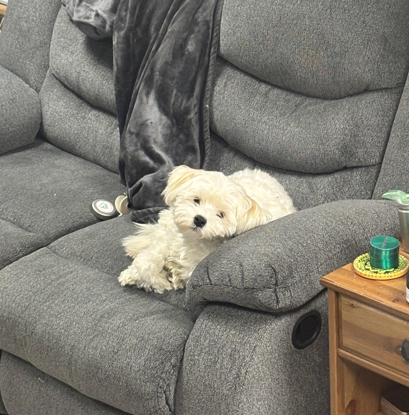 Small fluffy cream dog resting on a grey armchair.